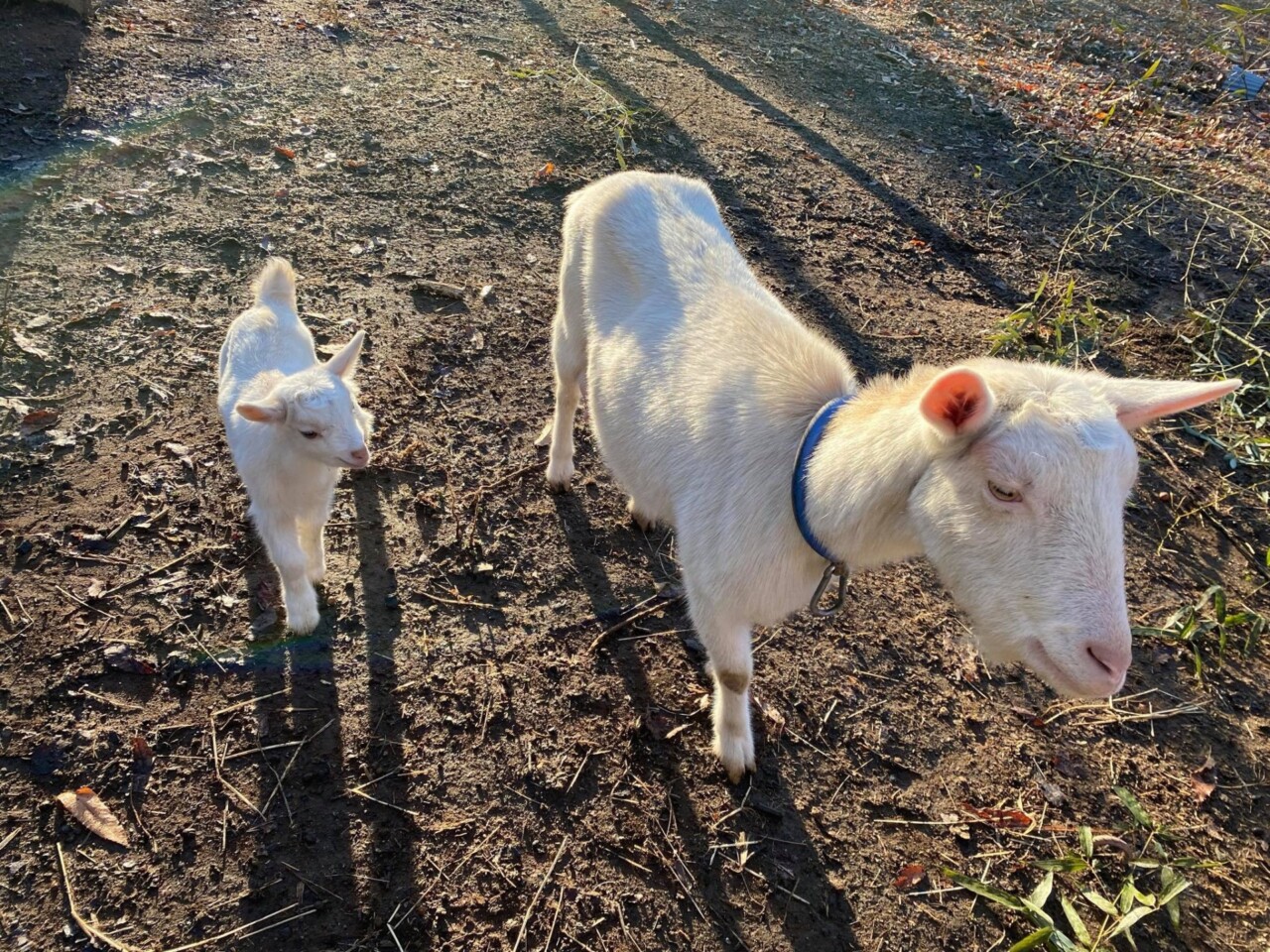動物ふれあい