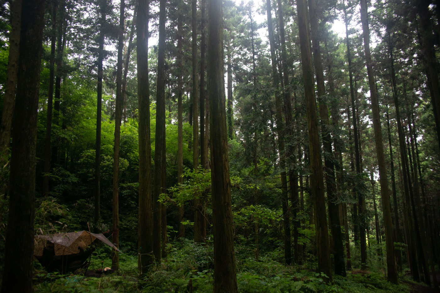 キャンプエリア